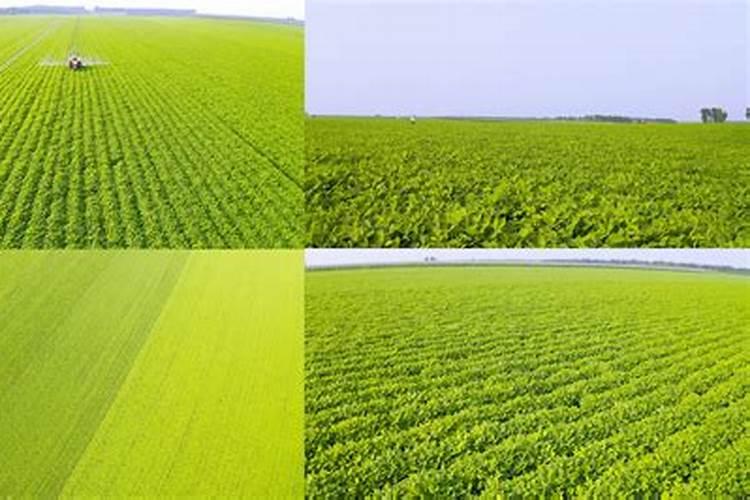 二氢钾喷多久下雨没事