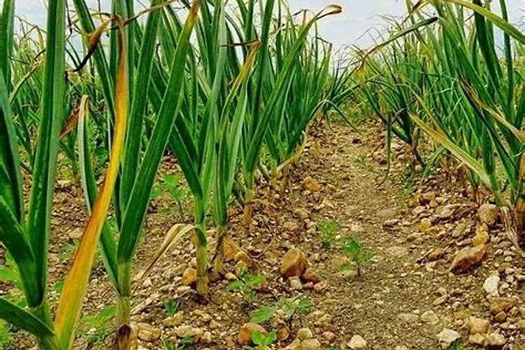 打叶面肥的最佳时间及温度