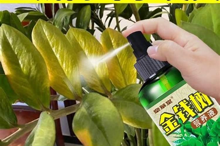 金钱树浇什么肥料合适