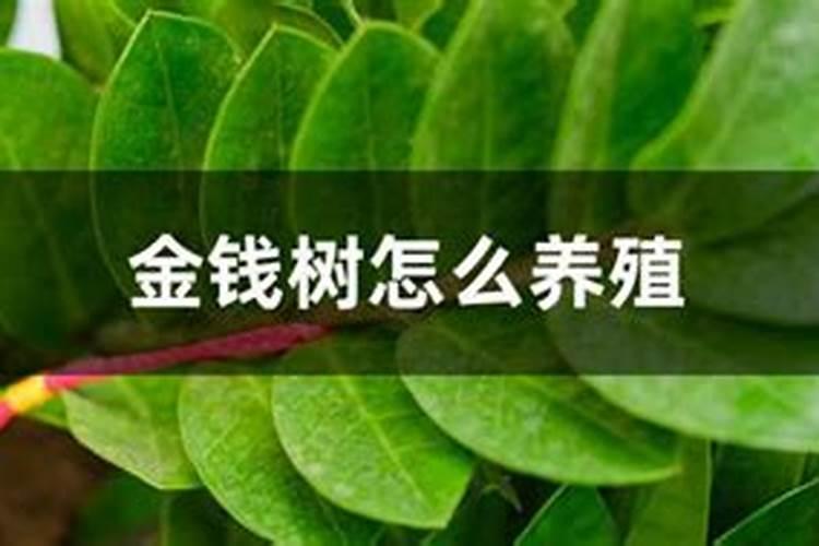 什么肥料最适合金钱树