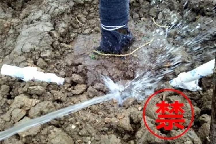 铁线蕨是怎样土壤栽培的？