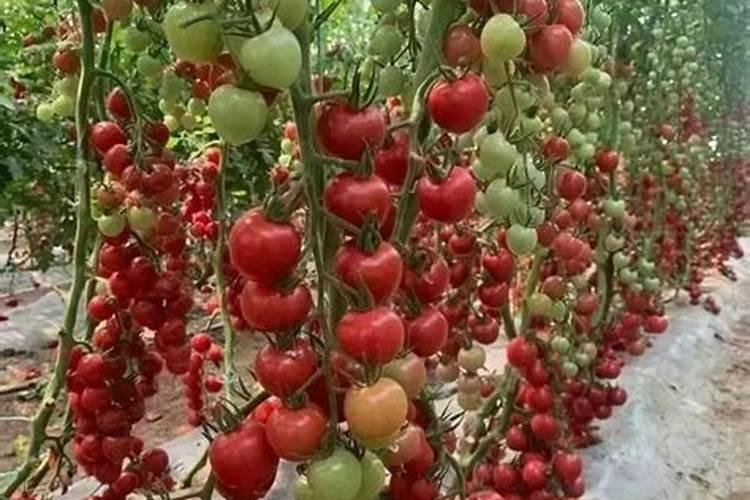 西红柿打什么叶面肥好