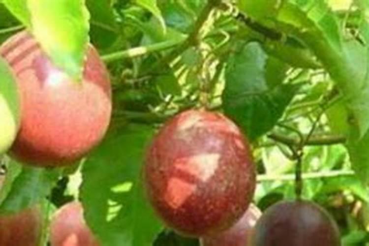 百香果施什么肥料最好