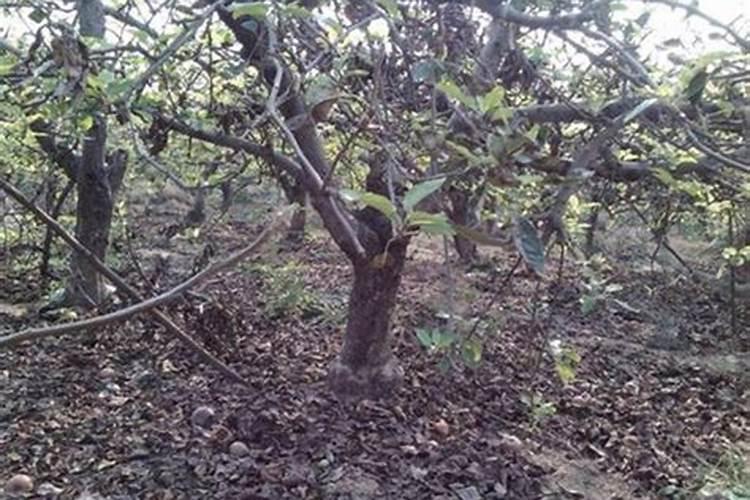 苹果树补钙的叶面肥有哪些