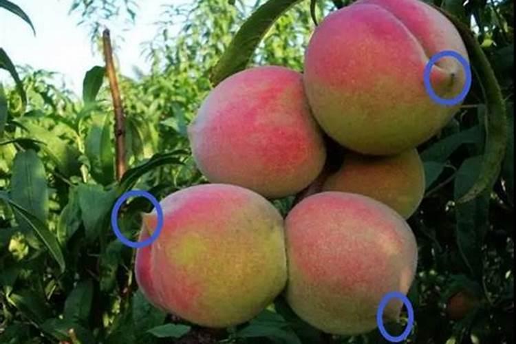 怎样让桃子长的大又好看