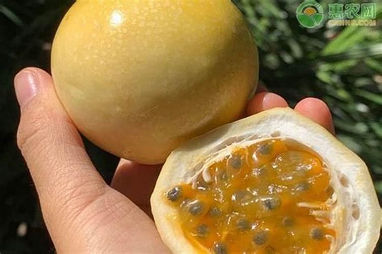 百香果树苗如何种植