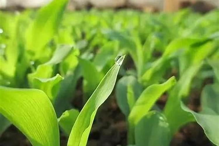 玉米苗片暗紫色,未用过任何药,这是怎么回事？