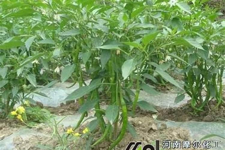 小麦一生需要多少肥料,分几次追施为好？