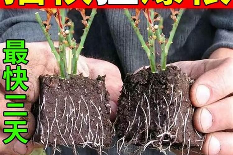 生根粉和多菌灵能一起灌根吗