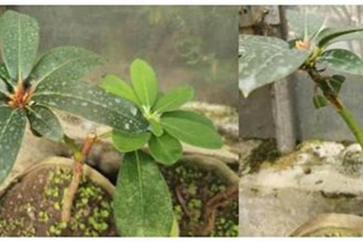 比利时杜鹃怎样养