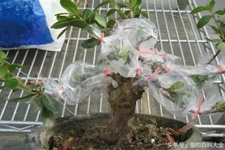 杜鹃花叶面施肥磷酸二氢钾多长时间施一次