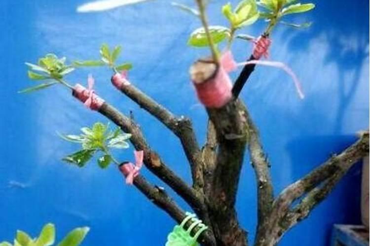 种植毛杜鹃需用什么叶面肥