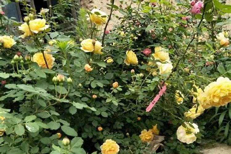 地栽月季花如何施肥