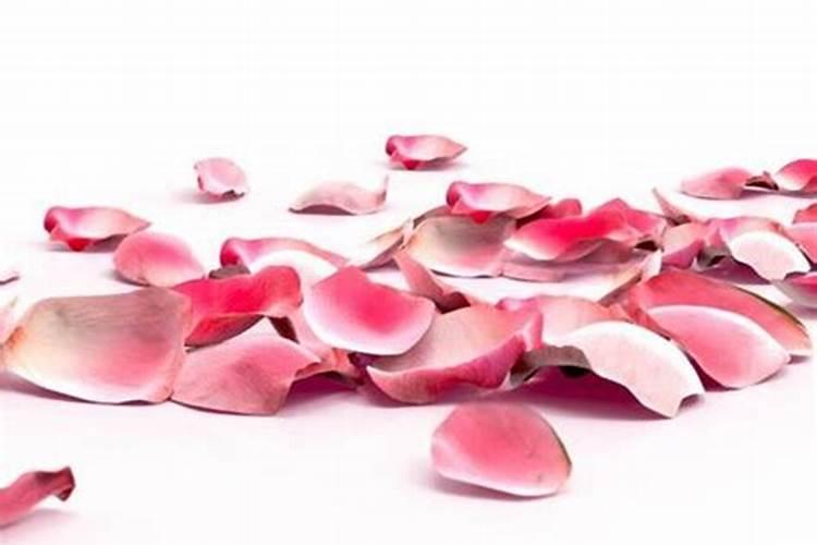 花瓣可以做成什么