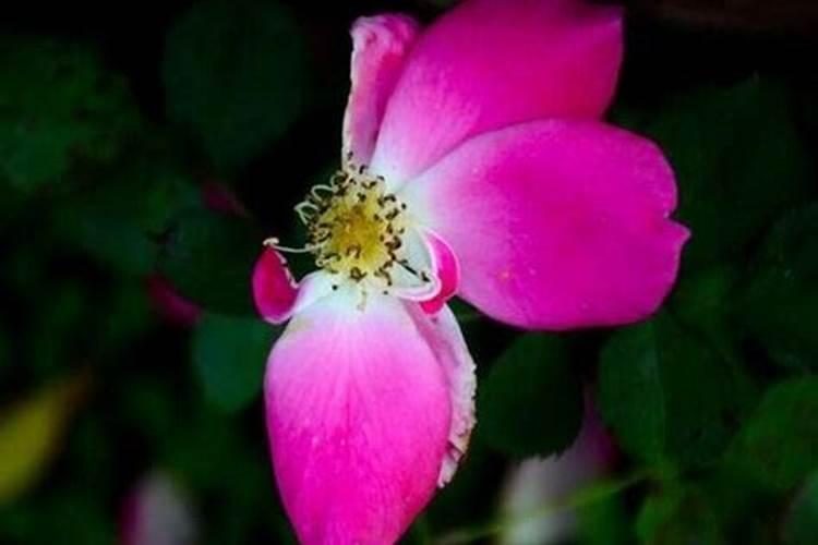 杜鹃花怎么施肥,施什么肥