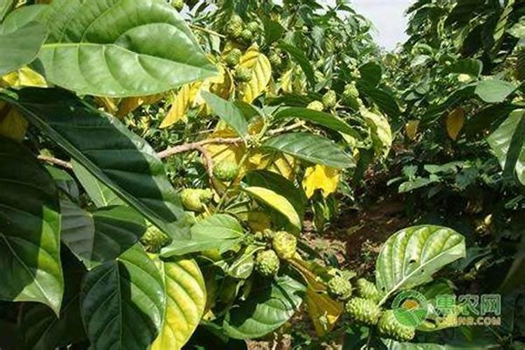 白枸杞的花是什么颜色的