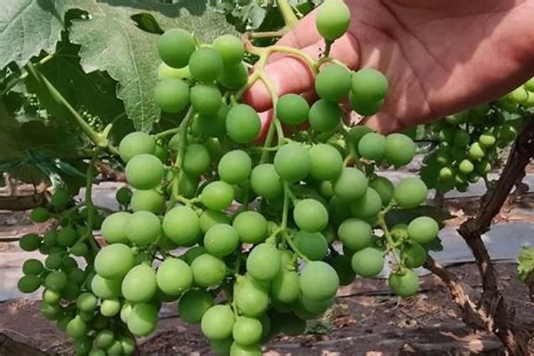 有机蔬菜都是用粪便种植的吗