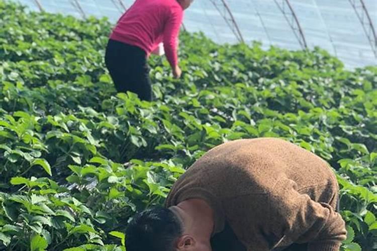 丹东草莓冬天怎么种植 丹东草莓冬天如何种植