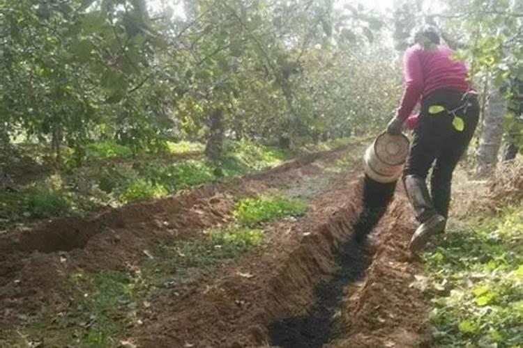 盆栽有机肥的使用方法