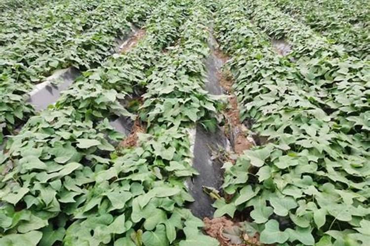 北方红薯的种植时间和方法