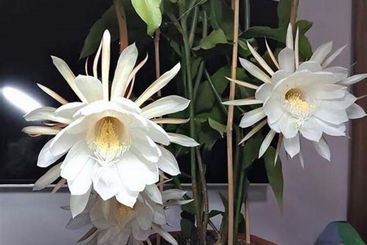 昙花施肥用什么肥料,长花蕾的时候可以施肥吗