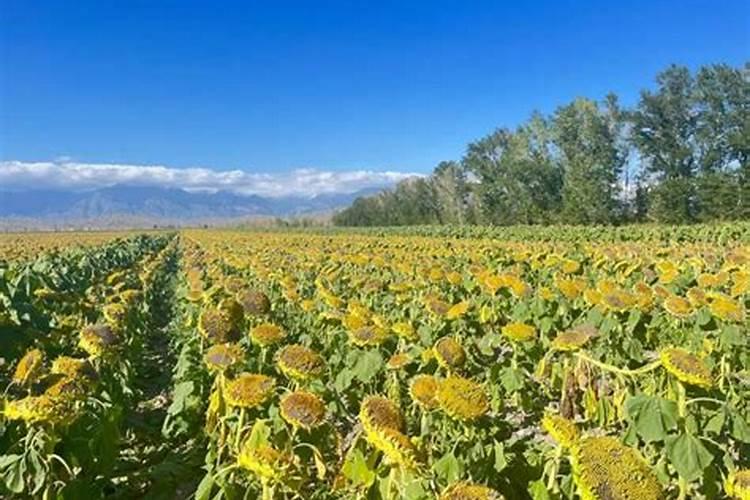 多肉换盆需要洗根吗