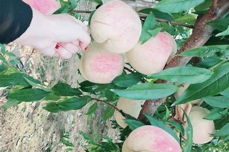 打桃树最好杀菌剂