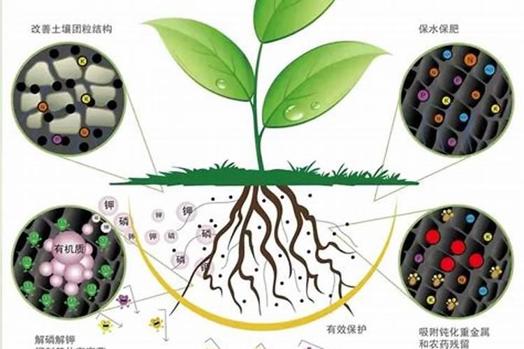油菜子育苗最好用什么肥料