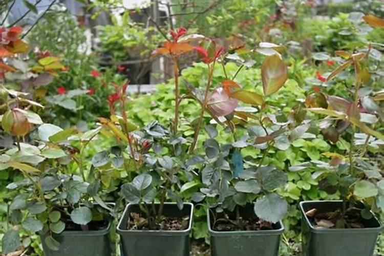 在养花时如何使用磷肥 不容易出现掉花苞现象