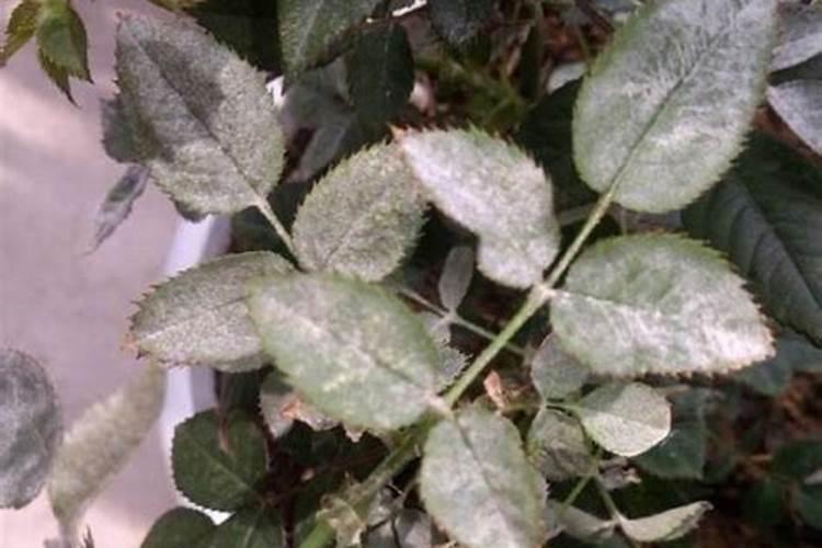 海藻肥对莲藕的好处