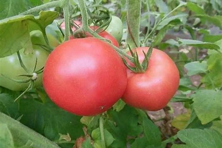 西红柿具体要什么时候冲施高钾水溶肥才合适？