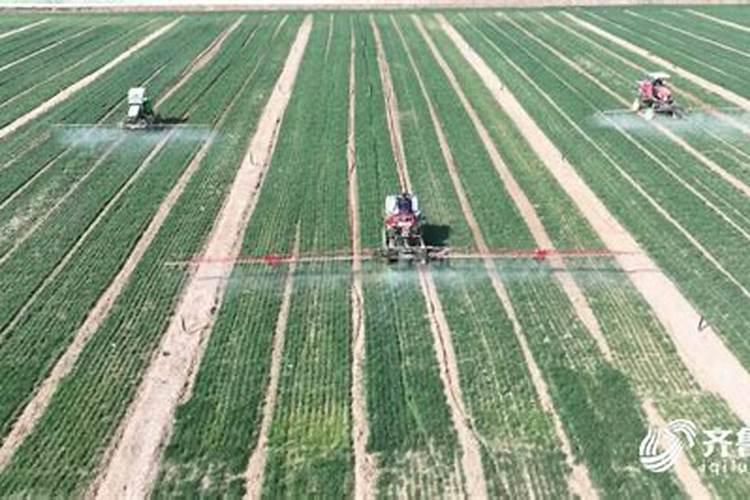 如何做好冬季温室大棚的防寒？