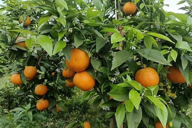 沃柑用什么肥料最好