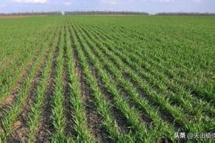 荔枝树用什么肥料最好