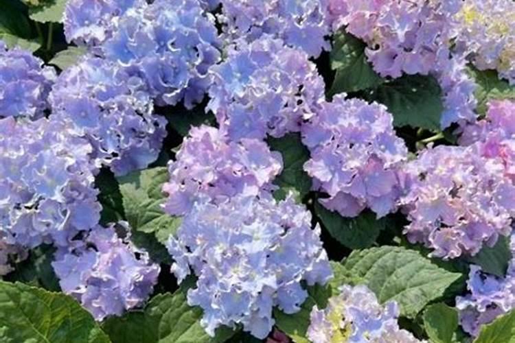 大量元素水溶肥哪个品牌好