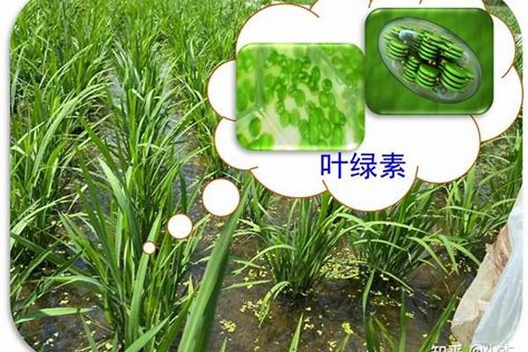 如何快速恢复柑橘树体结构？