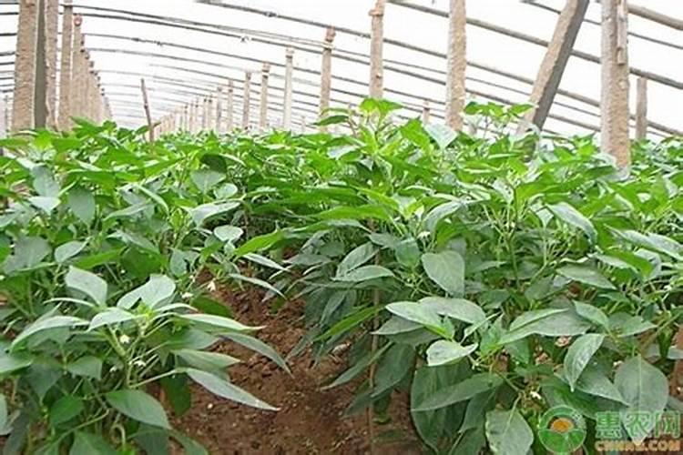 辣椒后期该用什么肥料
