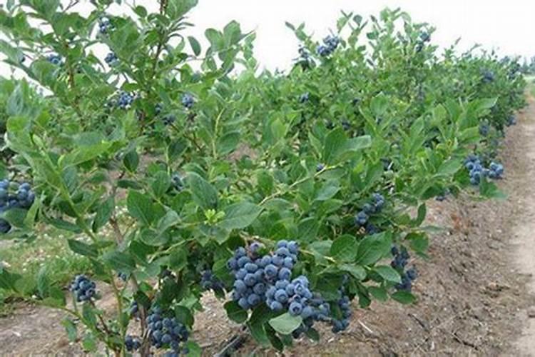 苹果使用芸苔素内酯有哪些技术和注意事项？