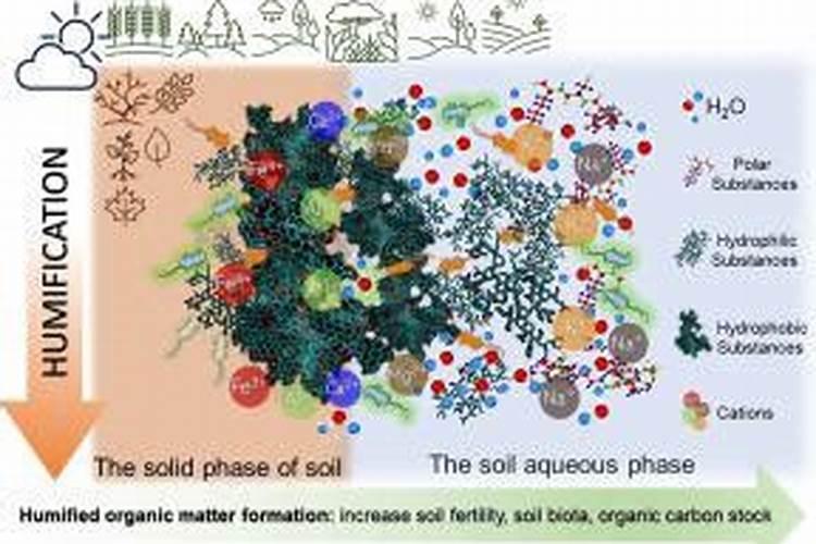 尿素啤酒白醋一起打油菜的作用