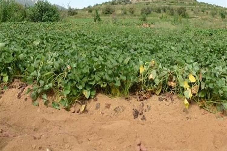 地瓜用什么肥料最好