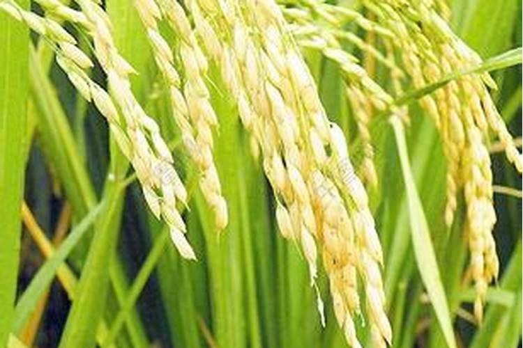 什么水果泡水好喝