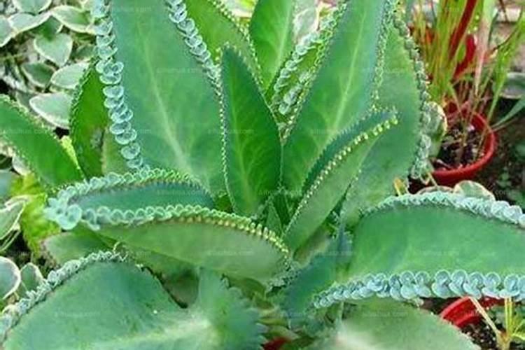 落地生根施肥方法,用什么肥好