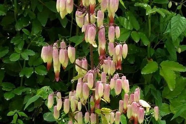 落地生根用什么肥料好呢