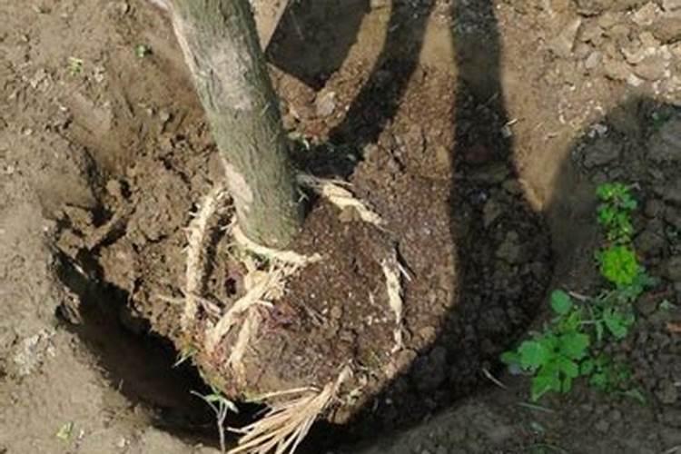 合肥:北方阴雨连绵、南方高温不断,白菜长得好包心实,离不开三个方法...