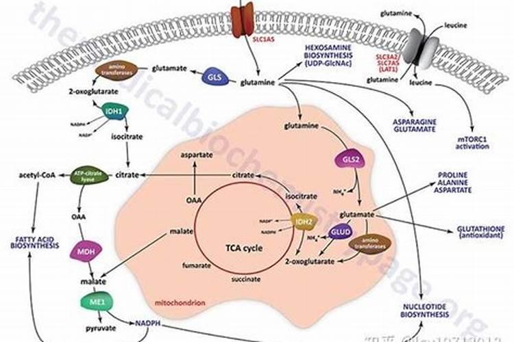氨基酸对鱼有什么作用