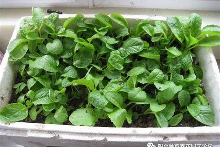 西红柿冻害打什么药