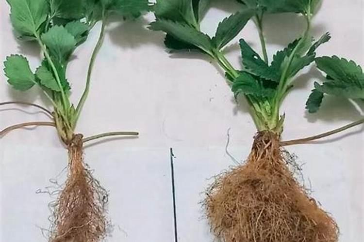 草莓怎么施肥和浇水