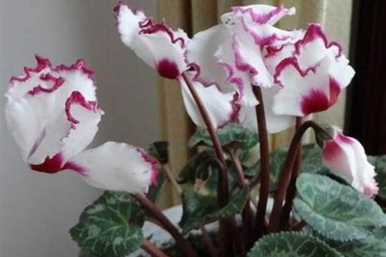 仙客来冬天浇水的正确方法