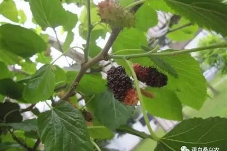 给桑树叶子用什么叶面肥 或者叶面药 谢谢