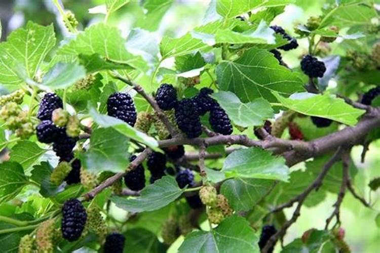 桑树打叶面肥多久能就能喂蚕